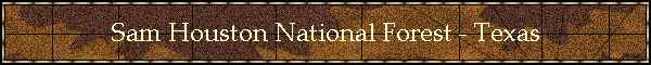 Sam Houston National Forest - Texas